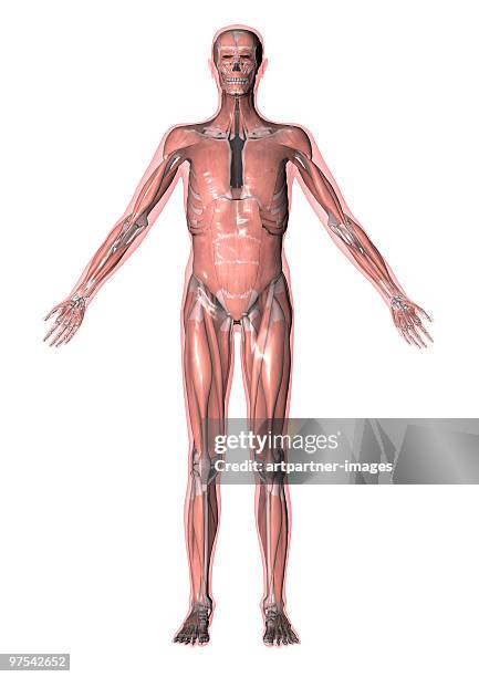 illustration of all muscles of the human body - human muscle stock illustrations