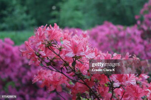 azalea shrub - rhododendron stock pictures, royalty-free photos & images