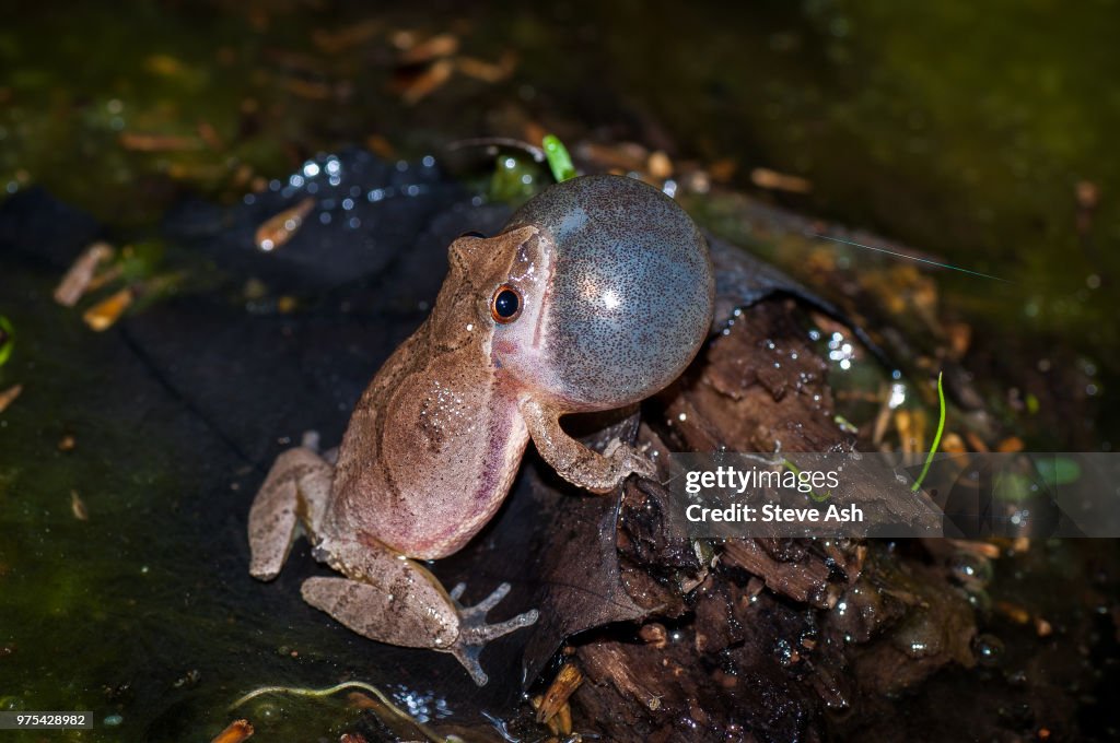 Spring Peeper High-Res Stock Photo - Getty Images
