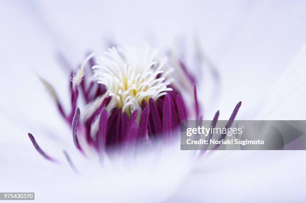 paradise queen -clematis- - sugimoto stock-fotos und bilder