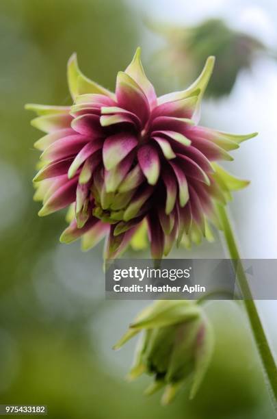 46 Raspberry Ripple Stock Photos, High-Res Pictures, and Images - Getty ...