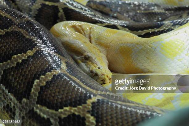 albino tigerpython - indian python - fotografias e filmes do acervo