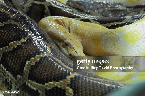 Albino Tigerpython Albino Tigerpython