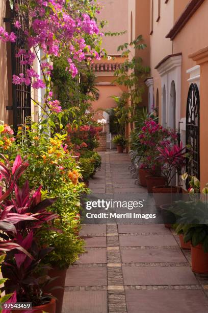 flower-lined alley with bouganvilla and crotons - croton plant bildbanksfoton och bilder