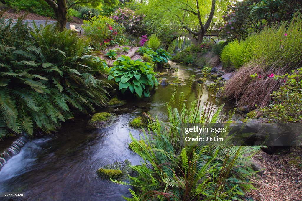 Stream at Crystal Springs Rhododendron Garden