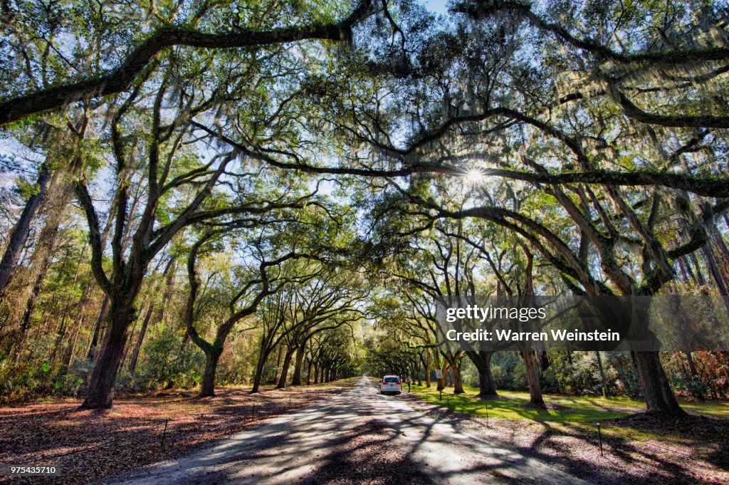 Wormsloe Plantation