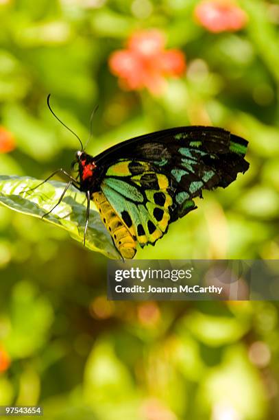 56 Ornithoptera Euphorion Stock Photos, High-Res Pictures, and