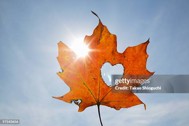 maple leaf with heart - maple leaf heart stock pictures, royalty-free photos & images