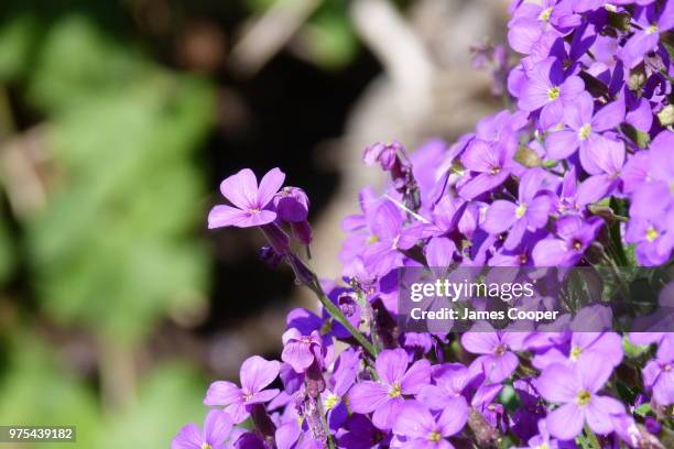 purple aubrieta flowers - aubrieta stock pictures, royalty-free photos & images