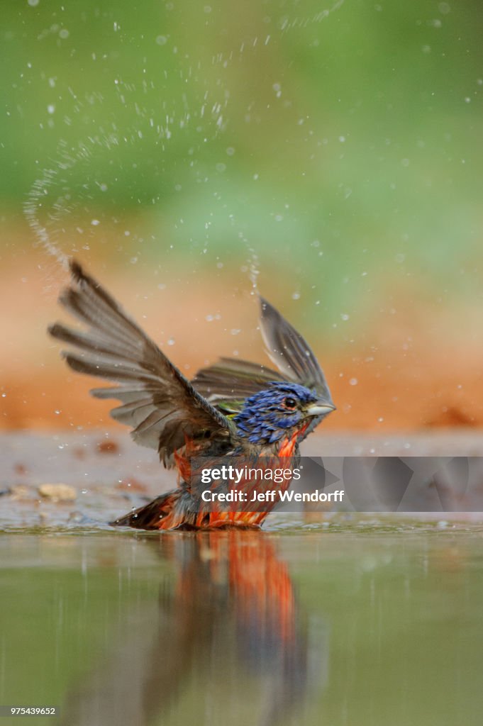Exuberance - Painted Bunting