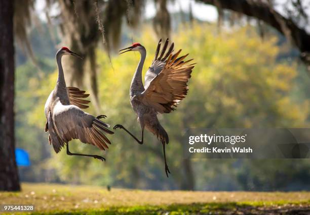 crouching tiger hidden dragon - crouching tiger hidden dragon stock pictures, royalty-free photos & images