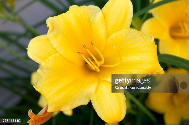 Rose Canady 764 Canady Stock Photos, High-Res Pictures, and Images - Getty Images