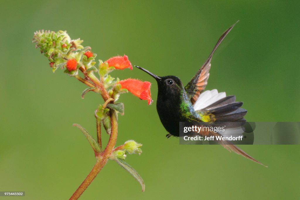 Tropical Jewel - Black-bellied Hummingbird