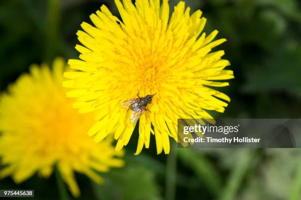 fly on yellow - hollister foto e immagini stock