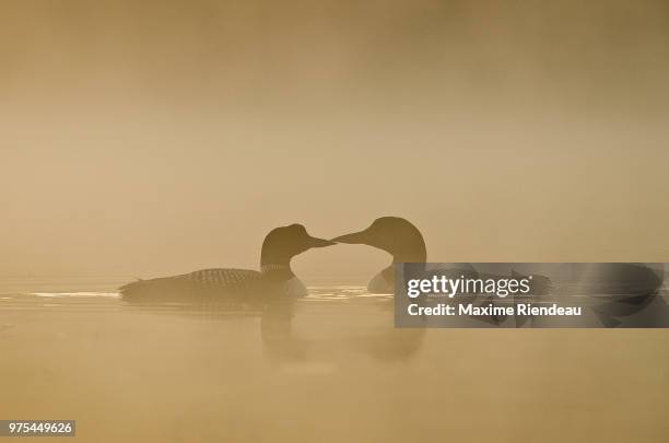 common loons (plongeon huard) swimming in foggy lake, quebec, canada - plongeon stock-fotos und bilder