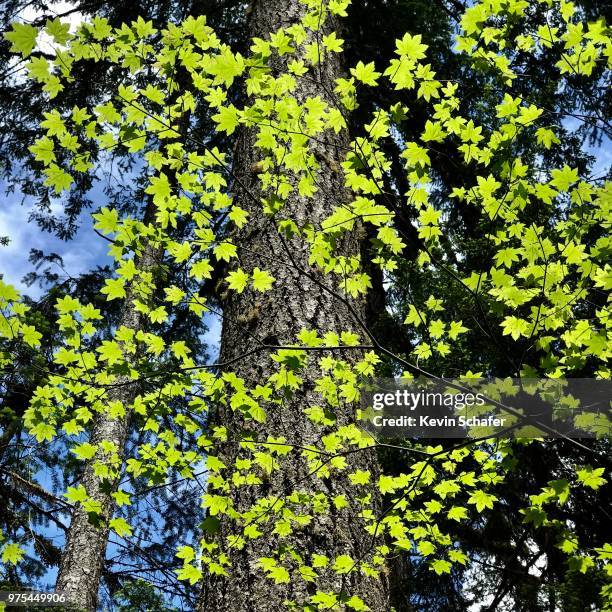Peninsula Tree Peninsula Square Photos and Premium High Res Pictures - Getty Images