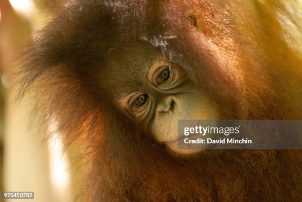 orangutan 1010 - david minchin stock-fotos und bilder