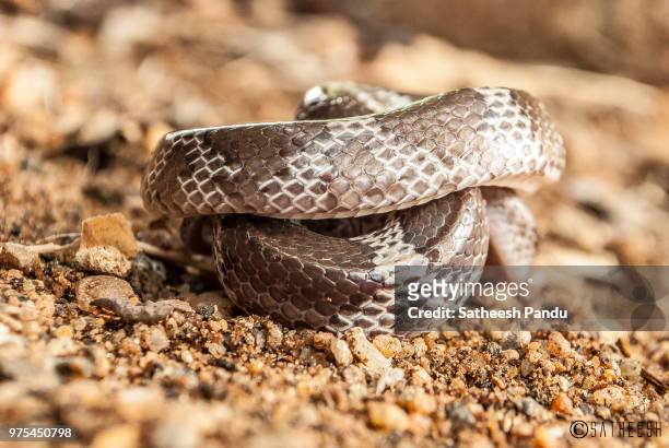 the coiled one - bull snake stock pictures, royalty-free photos & images