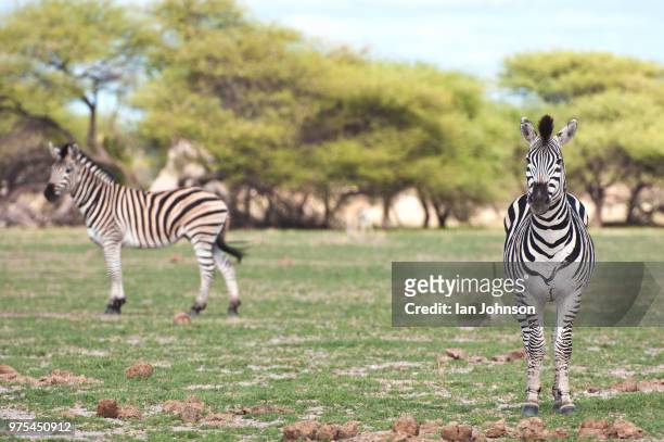 zebra - colt johnson stock pictures, royalty-free photos & images