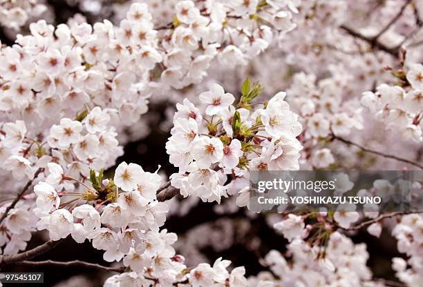 Fully bloomed Cherry blossoms are seen at Tokyo's Ueno park on a sunny spring day on April 5, 2009. Viewing of the cherry blossoms is a national...