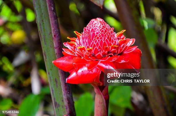 blooming - bastão do imperador imagens e fotografias de stock