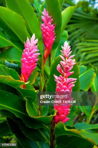 pink ginger - ginger flower stock pictures, royalty-free photos & images