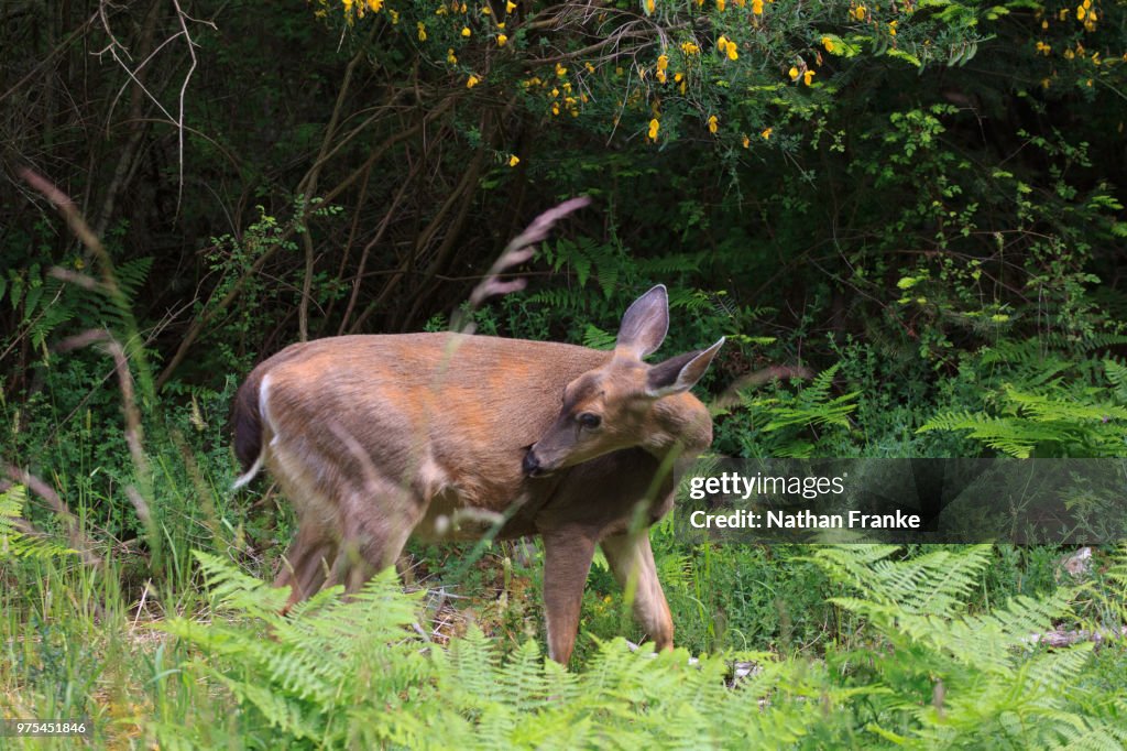 Black-tailed deer