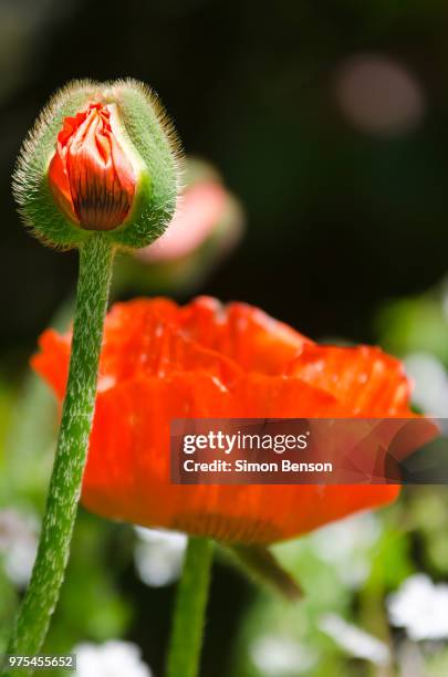 poppy - before and after - vorher nachher stock-fotos und bilder