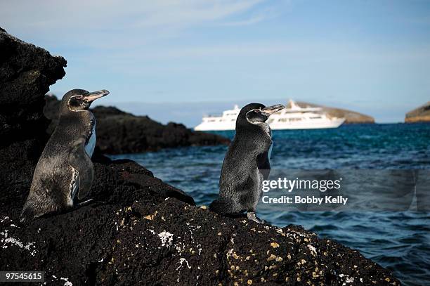 penguins - galapagos penguin fotografías e imágenes de stock