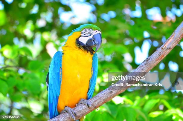 parrot - parrot stock pictures, royalty-free photos & images