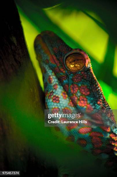 tokay gecko - chameleon tongue foto e immagini stock