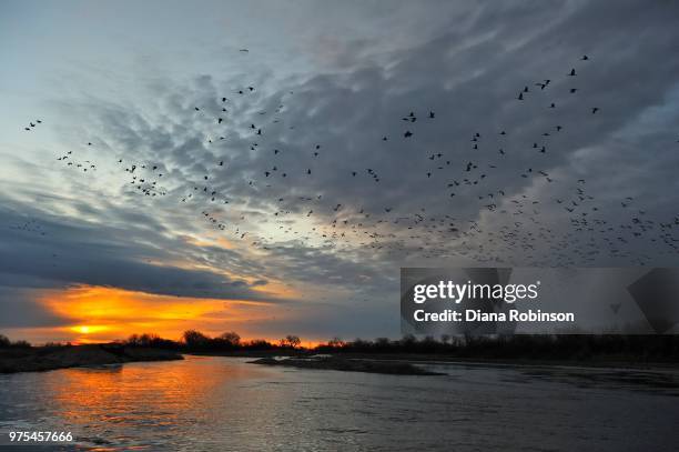 sunrise with sandhill cranes (grus canadensis), platte river, kearney, nebraska, usa - kearney group stock pictures, royalty-free photos & images