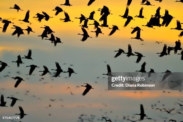 sandhill cranes (grus canadensis) at sunrise, kearney, nebraska, usa - kearney group stock pictures, royalty-free photos & images