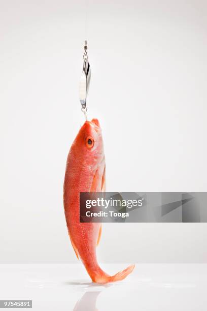 red snapper on fish hook - red hook fotografías e imágenes de stock