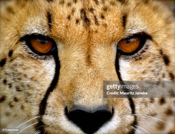cheetah close-up - gepard stock-fotos und bilder