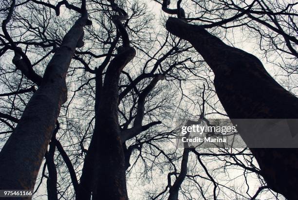 302 Ramas Stock Photos, High-Res Pictures, and Images - Getty Images