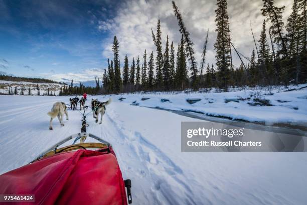 dog sled team travelling through winter landscape, yukon, canada - yukon stock pictures, royalty-free photos & images