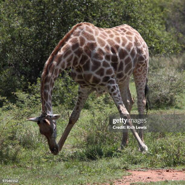 giraffe bending to eat grass - pilanesberg national park stock pictures, royalty-free photos & images
