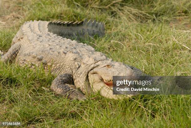 croc - david minchin fotografías e imágenes de stock