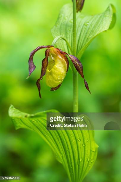 lady's slipper orchid - cypripedium calceolus - calceolus stock-fotos und bilder
