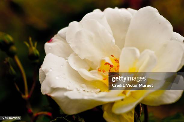 clavel - clavel stock pictures, royalty-free photos & images