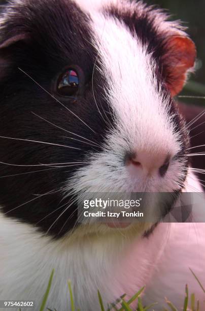 smiling piggie - rabbit guinea pig stock pictures, royalty-free photos & images