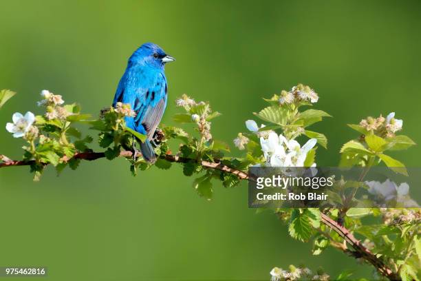true blue - indigo bunting stock pictures, royalty-free photos & images
