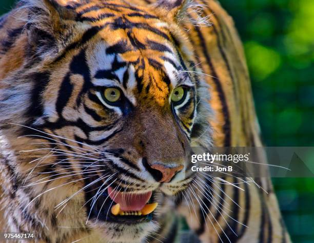 bengal tiger (panthera tigris tigris) snarling - snarling stock pictures, royalty-free photos & images