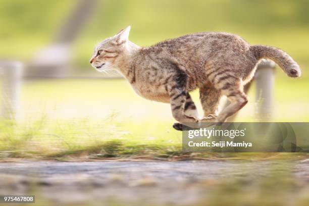 6,481 Cat Running Stock Photos, High-Res Pictures, and Images - Getty ...