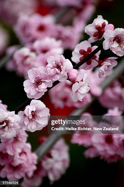 flowering cherry - blenheim new zealand foto e immagini stock