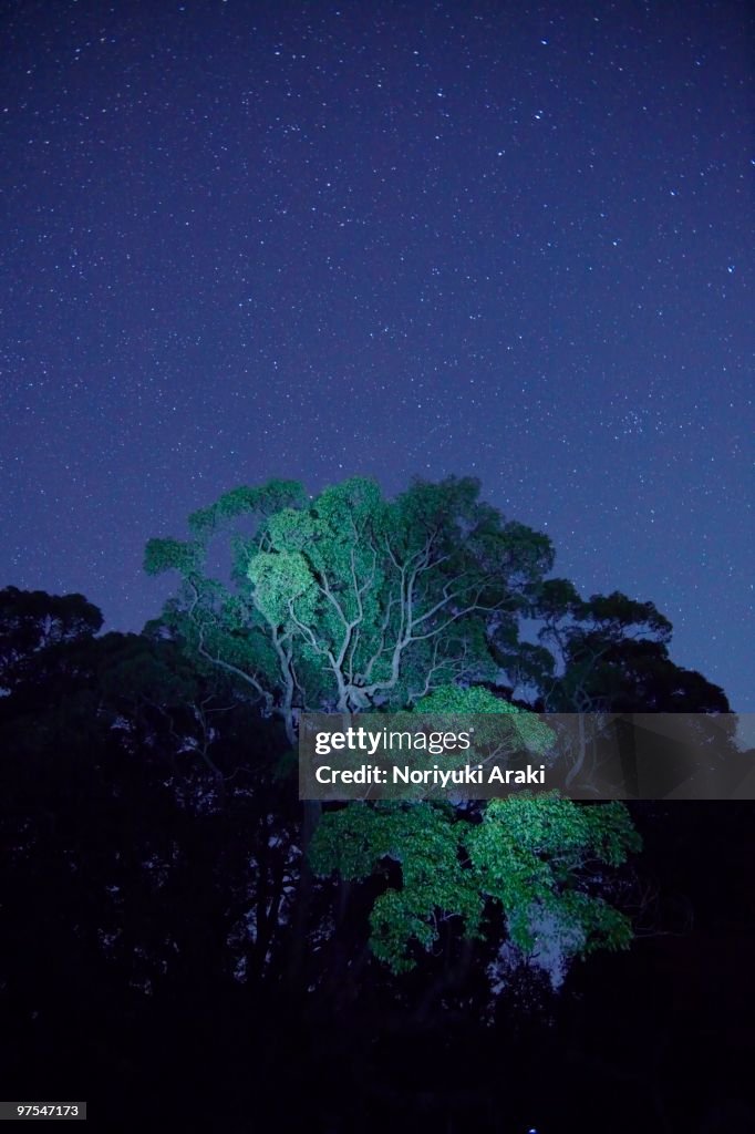 Tree and starry sky
