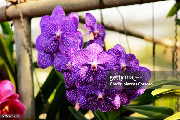 orquideas - orquideas stock pictures, royalty-free photos & images