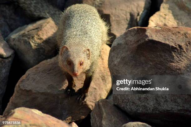 indian mongoose - abhinandan 個照片及圖片檔