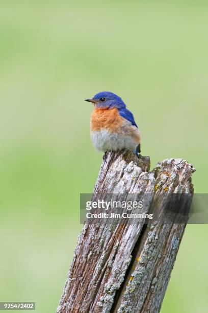 view of eastern bluebird (sialia sialis) perching - eastern bluebird fotografías e imágenes de stock
